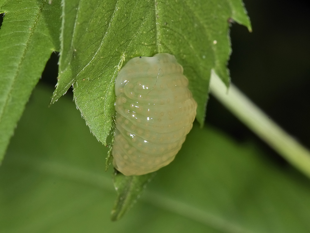 Larva? No. Ovatura di tricottero